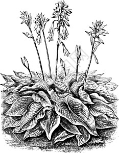 康斯坦博西植物园古代插图黑色绘画上行雕刻生长白色艺术植物叶子插画