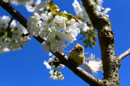 在开阔的樱花树上的鸟贺卡花序明信片植物学设计天空植物背景蓝天繁荣背景图片