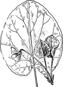 堇菜圆形遗迹的紫罗兰古董插图插画