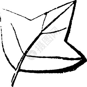 三角叶复古插画背景图片