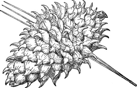 大菠萝古董插图的松果骨艺术绘画雕刻松树黑色篮子食物种子补充灰色插画