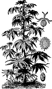 蓖麻油植物复古插画插图黑色艺术绘画白色树叶雕刻厘米背景图片