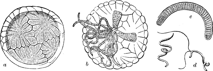 珊瑚虫Chara 复古插图的插画