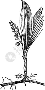 吐尔根杏花谷铃兰复古插画白色绘画雕刻艺术植物插图黑色插画