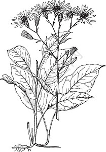 赫维瑟库尔古董插图树叶艺术雕刻黑色白色绘画插画