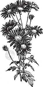 单类型菊花古典插图背景图片