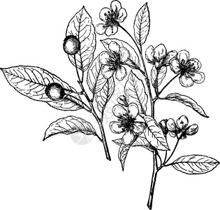 马西亚纳复古插画艺术白色树叶黑色植物插图绘画雕刻花朵水果插画