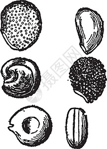 乳母仙人掌古代插图的种子插画