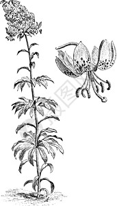 索尼汉索里安的陈年植物说明和破旧花朵插画