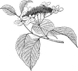 植物成员红杨科植物分类学属vinta背景图片