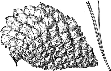 蒙特雷蒙特里松树古董插图的松果插画