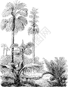 堇菜Gebang 和 Nipa 棕榈树复古插画插画