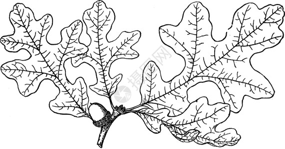 山毛榉克雷克斯小古董插图的分支插画