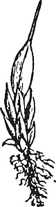 葫芦巴苔藓植物复古插画艺术插图树干圣杯黑色绘画白色雕刻插画