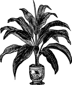 dracaena 叶子 植物 树木古代插图背景图片