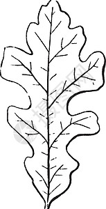 裂叶复古插画白色黑色插图利润艺术叶子锯齿状绘画裂片雕刻背景图片