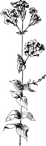 陈年插图白色捕蝇草矮人树叶绘画雕刻植物黑色艺术背景图片