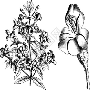 俄勒冈州米穆卢斯红衣主教的植物和破花花插画