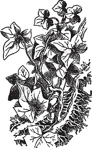 常春藤复古插画边缘衬套传单树木插图黑色艺术绘画雕刻白色背景图片