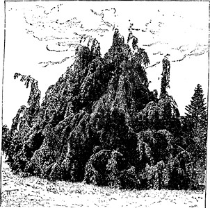 西尔瓦山毛榉 Sylvatica 复古插画植物雕刻树叶黑色艺术绘画白色插图插画