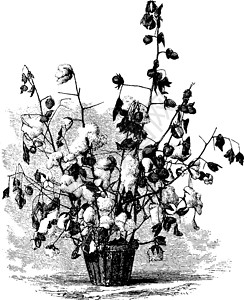 棉花插花棉花植物古代说明雕刻黑色成长白色插图纤维艺术绘画插画