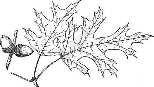 北平橡树陈年插图的分支插画