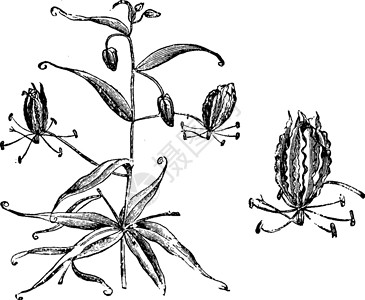 长嘉汇古老的鲜花分行和单一花朵i插画