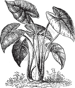 东南芋头复古插画黑色插图植物艺术白色雕刻绘画热带插画