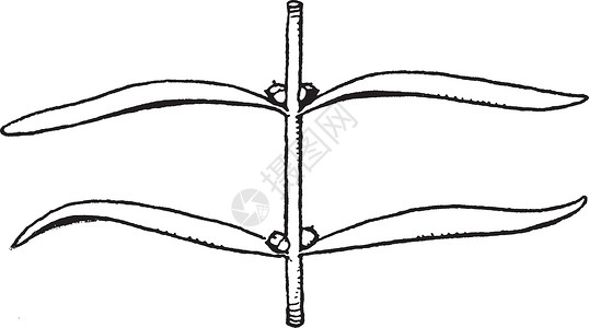 节间Didiplis 陈年插图插画