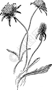 忍冬科古代插图树叶黑色植物艺术绘画雕刻白色花朵冬科红豆插画