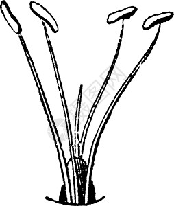 越冬Linnaeus的Tetrandria 陈年插图插画