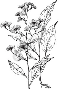 德兰士瓦雏菊古董插图黑色绘画雕刻白色树叶艺术插画