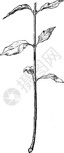 山茱萸复古插画木质插图雕刻艺术植物黑色绘画白色背景图片