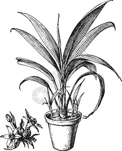 复古插图阔叶植物雕刻艺术白色黑色黄色绘画插画