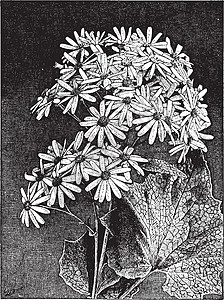 衍生瓜叶菊 Stellata 复古插画插画