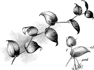 斯米拉克斯古老的插图单子雕刻绘画黑色植物艺术白色树叶背景图片