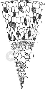 坦佩校园S  Oculata 气生根复古插画插画