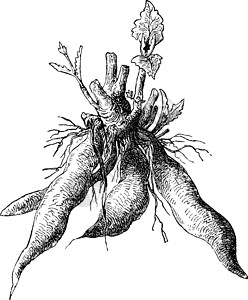 干土豆果古董插图艺术块茎雕刻白色植物黑色毛果绘画插画