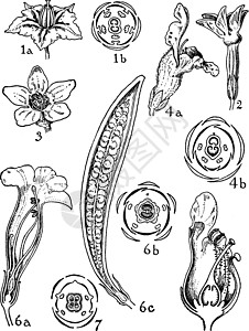 五朵凌霄花茄科玄参科紫葳科木兰目插画