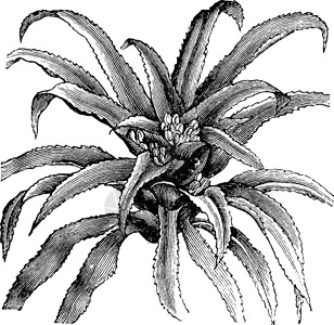 普列谢耶沃古董插图绘画热带家庭白色黑色雕刻艺术植物插画
