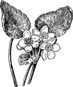 报春花科Cowslip 复古插画绘画家庭植物雕刻白色黑色艺术插图插画