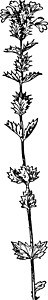 玄参眼光 幼发拉西亚 美洲 菲格沃特 花朵 花瓣插画