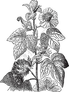棉花植物古典插图背景图片