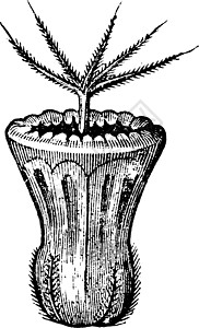 朱亚文多年生植物ste插画