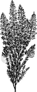 贝尔希瑟复古插画紫色家庭树叶白色插图植物传播绘画艺术雕刻插画