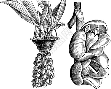 帕特里亚复古插画植物绘画雕刻插图黑色黄色白色艺术树叶插画