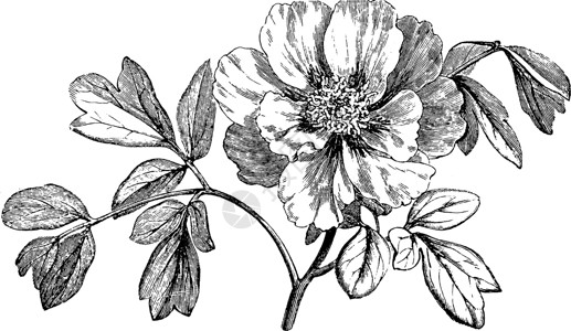 山区小豆古代插图的鲜花处雕刻白色绘画植物黑色牡丹艺术插画