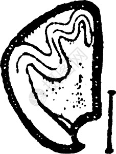 淫羊藿Calystegia 种子老古董插图插画