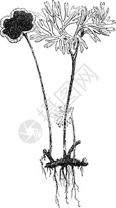 蕨类植物复古插画绘画插图艺术黑色雕刻白色背景图片