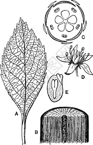 双子叶植物形态学复古插画背景图片